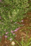 Prostanthera rotundifolia 'Rosea' RCP5-06 306.jpg
